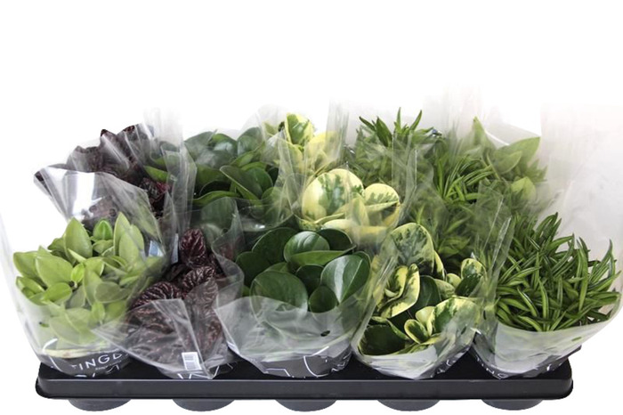 Peperomia Mix Ø11 cm